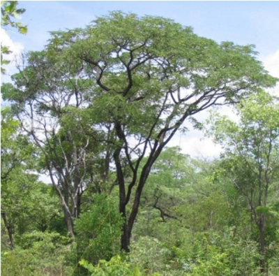 kiaat tree